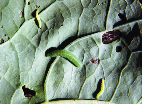 Imported cabbageworm and diamondback moth caterpillar